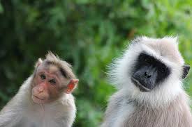 Two monkeys, similar but different in appearance