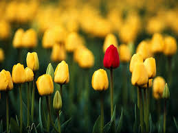 One red tulip standing out in a field of yellow tulips